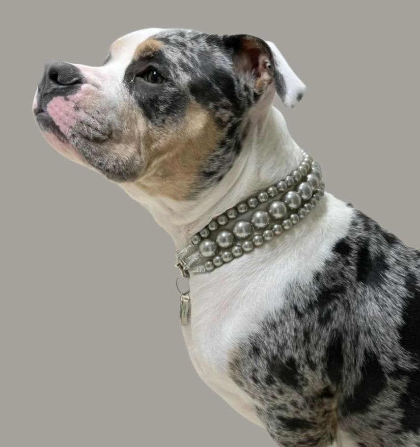 Beadie Babiez The Via in Charcoal Pearl Dog Collar