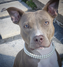 Load image into Gallery viewer, Double Strand Ivory Pearl Collar