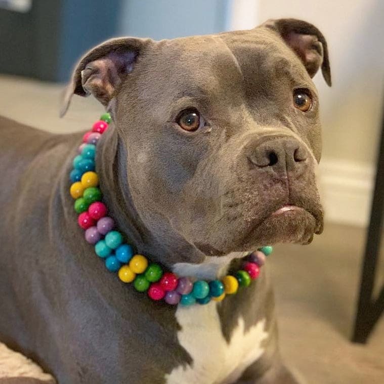 Bead collar on sale