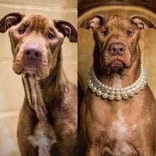 Load image into Gallery viewer, The Destiny ~ Pearl Dog Collar