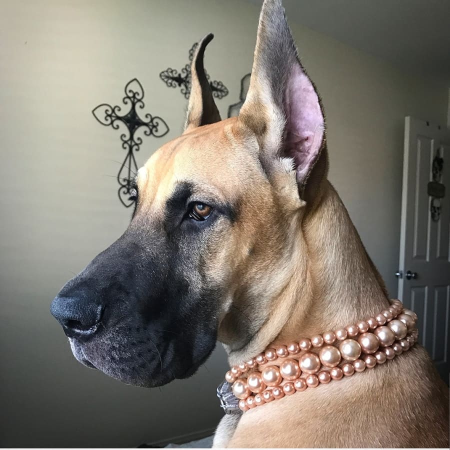 Beadie Babiez - The Beebs in Gold ~ Pearl Dog Collar