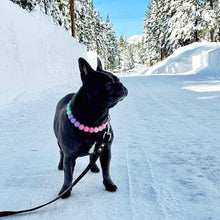 Load image into Gallery viewer, Frenchies choice Matte Acrylic Bead Collar