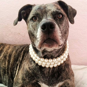 Ivory Triple Strand chunky Pearl Collar - Pet collars