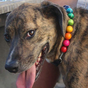 .Rainbow Bead Collar