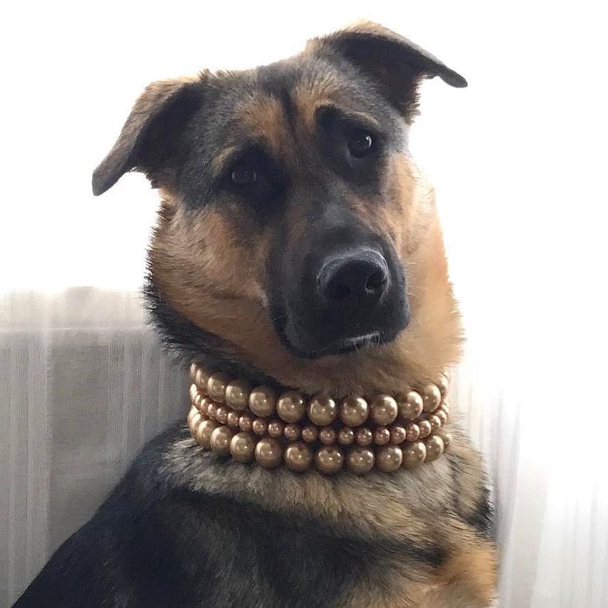 The Beebs in Gold ~ Pearl Dog Collar