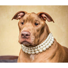 Load image into Gallery viewer, The Destiny ~ Pearl Dog Collar
