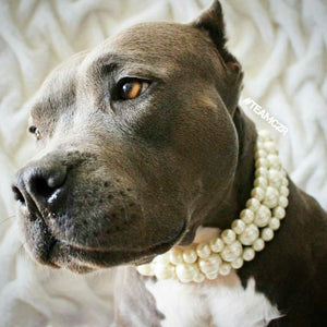 The Via in Ivory ~ Pearl Dog Collar